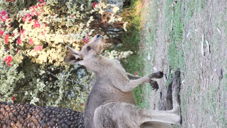 un canguro nativo australiano que usa sus patas para alimentarse