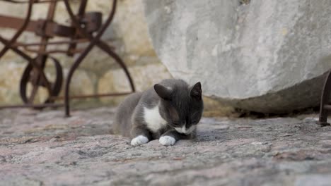 Grey-cat-cleaning-itself,-watch-at-camera