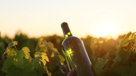 wine bottle amidst vineyard at sunset in bordeaux