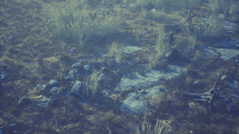 Serene natural landscape of rocks and grass in daylight