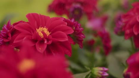 Water-Sprinkling-On-Red-Flowers-At-Greenhouse