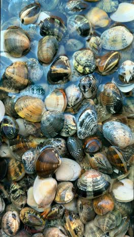 fresh clams at market