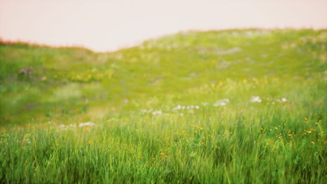 tuscany landscape with beautiful green hills springtime