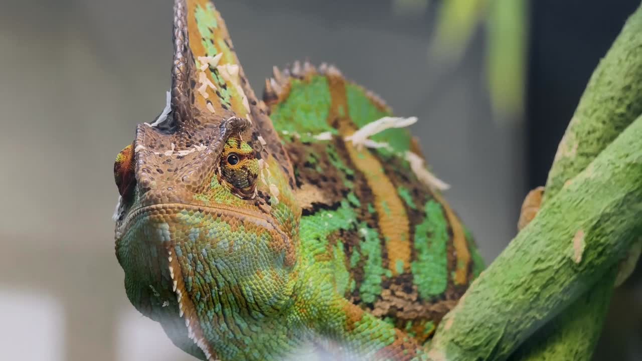 이 있는 카멜레온 클로즈업