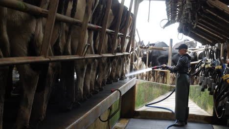 female washing down dairy ditch with jet water hose