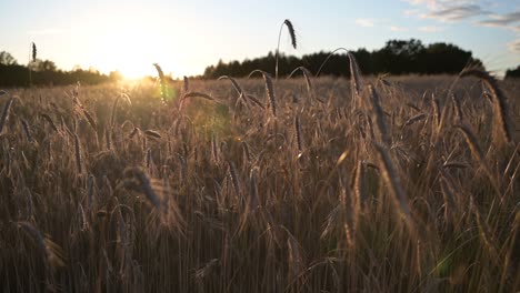 weizenfeld, weizenähren wiegen sich im sanften wind