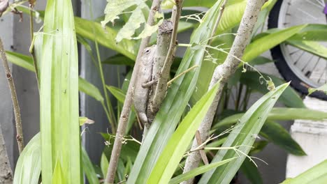 変装の小さな達人、野生のカメレオン、オリエンタルガーデントカゲ、家庭菜園のプランテーションに囲まれた枝の色を模倣したカロテス癜風、手持ちスローモーションショット