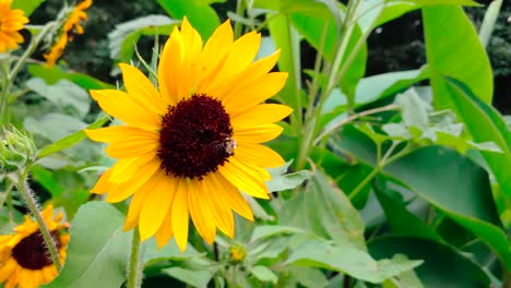 Miel-De-Abeja-En-Girasol---Primer-Plano