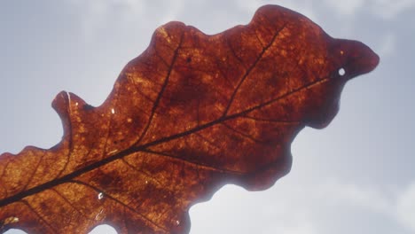 hoja de otoño contra el sol azul y el cielo
