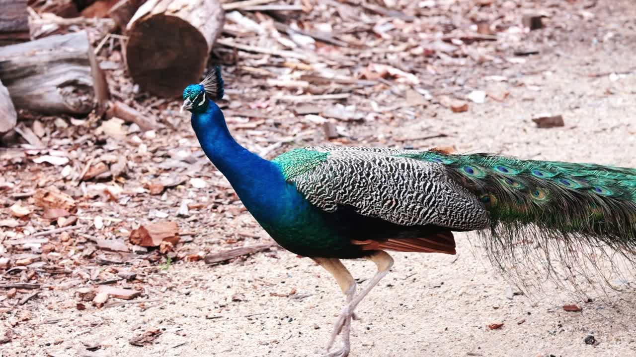 A beautiful male peacock walking