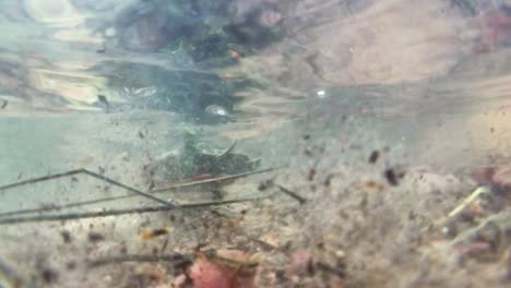 una toma submarina de una tortuga nadando alejándose de un niño