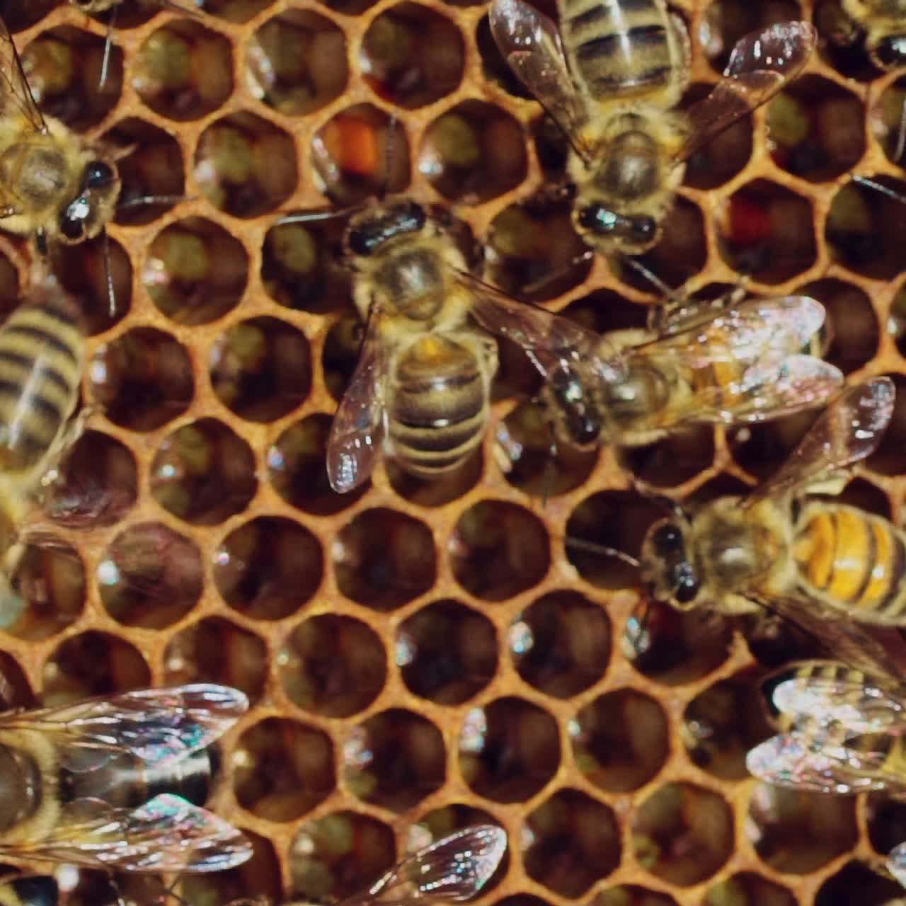 Bees convert nectar into honey and cover it in honeycombs. Apiary concept. Slow motion