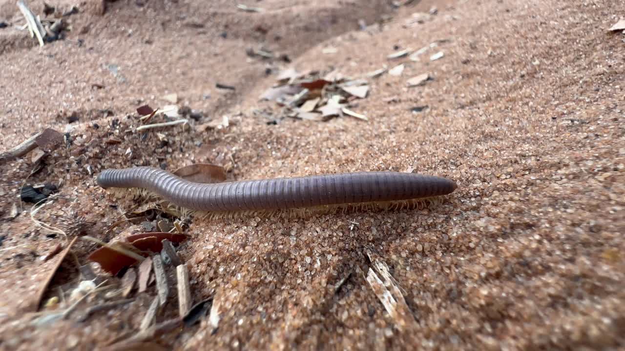 Millepiedi gigante africano (Archispirostreptus gigas) nel Parco Nazionale Chobe, Botswana.