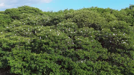 a bird habitat in the tourist beach area in boca chica, dominican republic