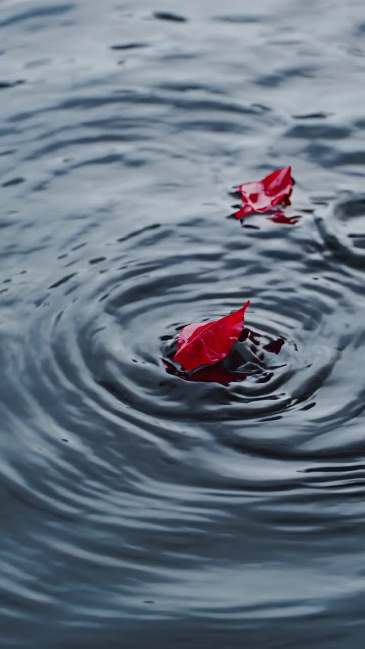A serene video scene of red leaves floating on rippling water, captured from a top-down angle