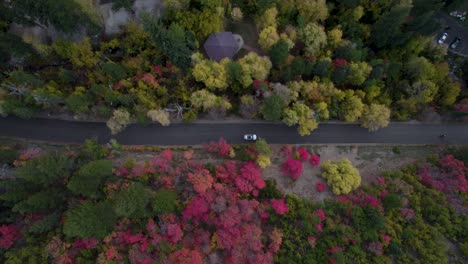 árboles-Forestales-En-Hermosos-Colores-De-Otoño-En-El-Cañón-De-La-Bifurcación-Americana,-Montañas-Wasatch,-Utah-Con-Autos-Conduciendo-En-La-Carretera