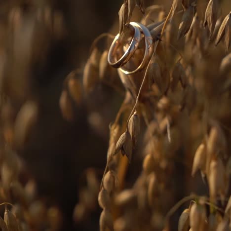 Wedding-rings-hanging-on-a-grain-moved-by-the-wind,-lighted-by-the-sunset