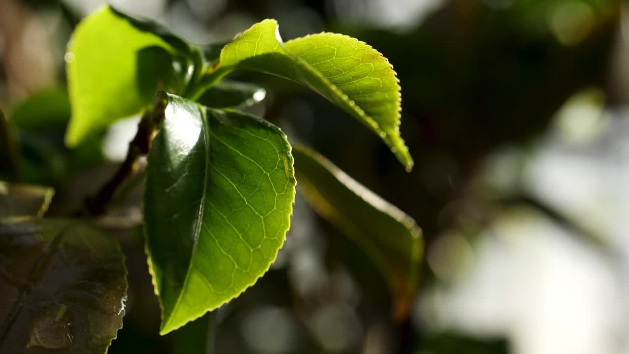 primer plano de hojas verdes vibrantes