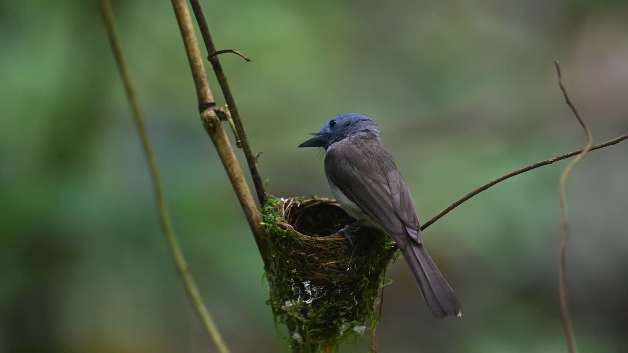 papamoscas azul de nuca negra, hypothymis azurea, tailandia