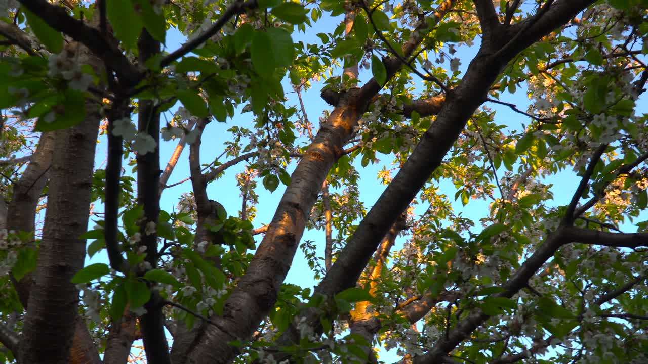 Rotating upward facing left pan from underneath a Sakura cherry blossom tree at sunset