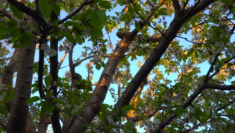 Rotating-upward-facing-left-pan-from-underneath-a-Sakura-cherry-blossom-tree-at-sunset