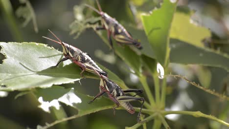 three crickets resting on bitten leafs