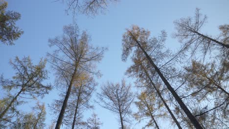 árboles-Otoñales-De-Bosque-Alto-Sin-Hojas,-Fondo-De-Cielo-Azul