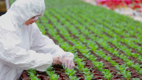 Scientist-standing-at-the-greenhouse-working-