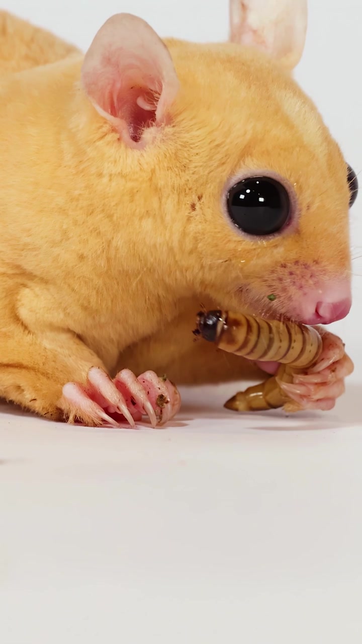 Un petauro dello zucchero leucistico mangia una larva della farina in un ambiente luminoso da studio con illuminazione soffusa.