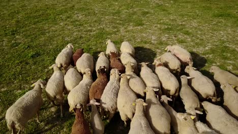 Sheep-in-a-group,-Camargue,-France