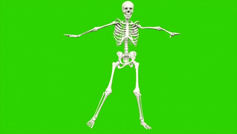 skeleton dancing. seamless loop animation on green screen.