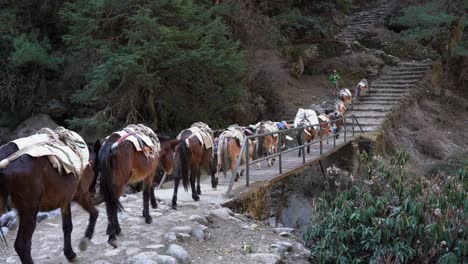 a string of pack horses on the trail to everest base camp in nepal