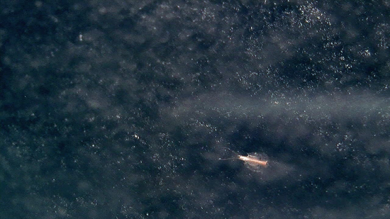 un pequeño camarón renacuajo nada en el agua