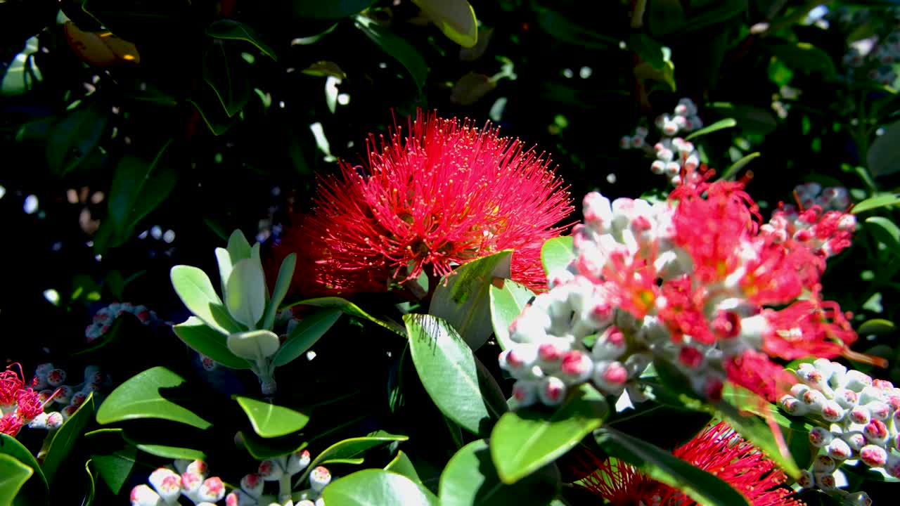 Closeup of New Zealand Christmas Tree Pōhutukawa red flower dancing in windy breeze in Wellington NZ Aotearoa