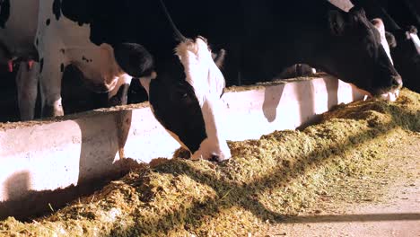 algunas imágenes de vacas comiendo en el granero