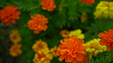 Caléndulas-Naranjas,-Amarillas-Y-Rojas-Brillantes-Entre-El-Jardín-Verde