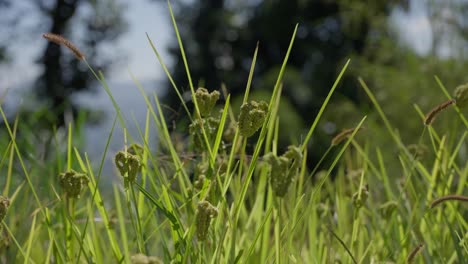 farmers turn to millets as a climate-smart crop