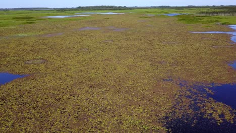 Humedales-Del-Noreste-Argentino-Filmados-Con-Drone