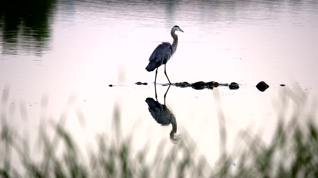 gran garza azul pescando en el agua