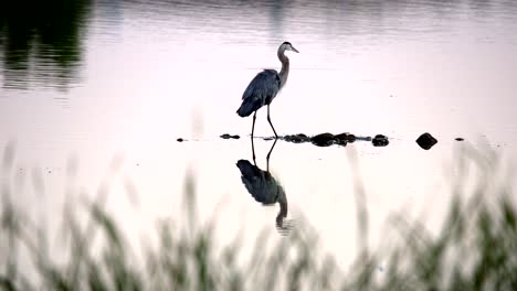 Great-Blue-Heron-Angeln-Im-Wasser