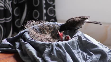 red vented bulbul mother bird feeding and cleaning up the nest