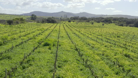 campos verdes