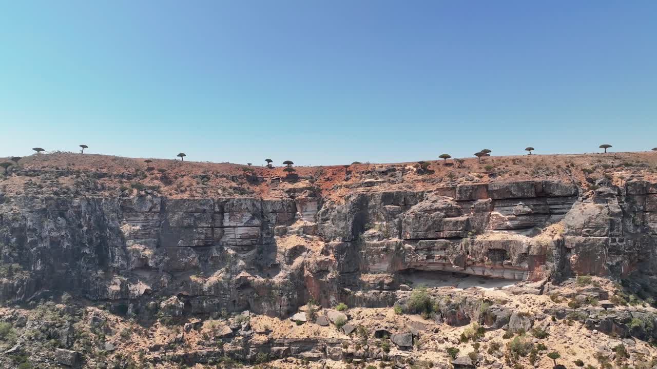 árboles del dragón de socotra desde la distancia en el parque nacional del cañón de ayhaft en la isla de socotra, yemen