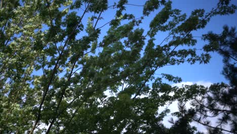 Vista-Desde-Abajo-Mirando-Hacia-Las-Hojas-De-Los-árboles-Que-Soplan-En-El-Viento-Contra-El-Cielo-Azul