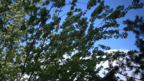 view from below looking up at tree leaves blowing in wind against blue sky