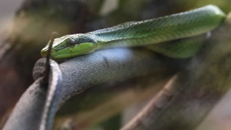 Green-snake-is-on-a-branch-in-a-terrarium,-reptile-in-a-zoo