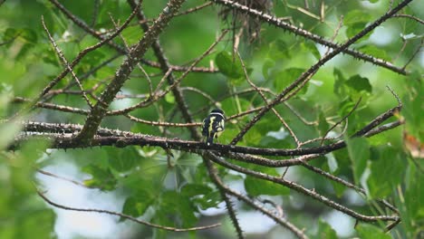 visto desde atrás durante un día ventoso justo debajo de su nido, black-and-yellow broadbill eurylaimus ochromalus, parque nacional kaeng krachan, tailandia