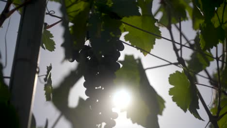 sol brillando a través de las hojas mientras se cosechan uvas syrah shiraz