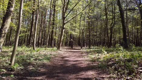 Waldweg