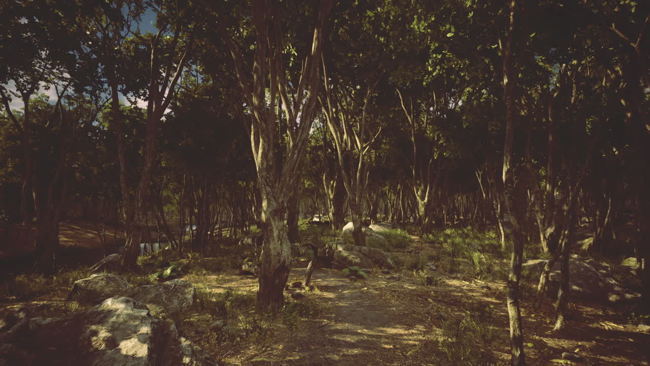 Mysterious forest landscape revealing hidden trails and ancient trees